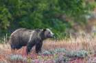 Grizzly bear scans surroundings during an autumn rain shower in Wyoming Art Print